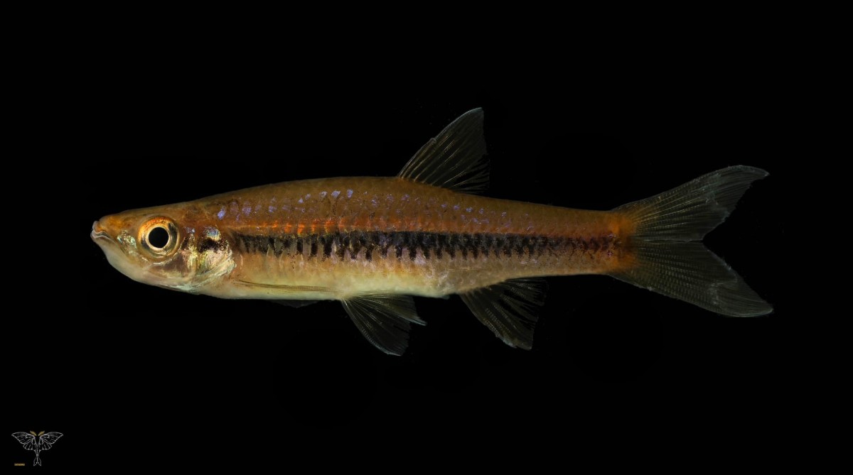 Rasbora armitagei Silva, Maduwage & Pethiyagoda, 2010